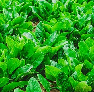 spinach