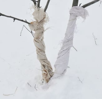 Fruit trees protected from deer
