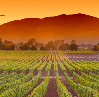 a field of grape at a winery with mountains in the background