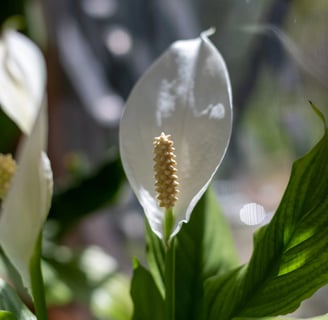 peace lily Spathiphyllum 