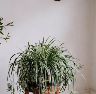 Spider Plant (Chlorophytum comosum)
