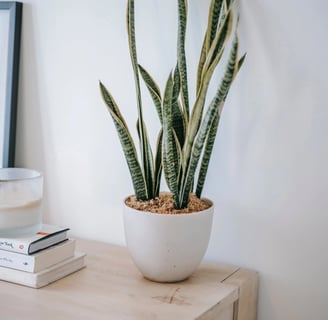 Snake Plant (Sansevieria trifasciata)