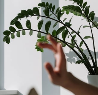 ZZ Plant (Zamioculcas zamiifolia)