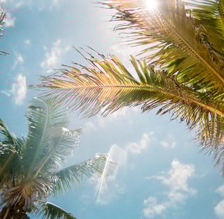 blue sunny sky with palm trees digital nomads paradise