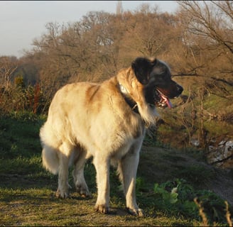 Odin