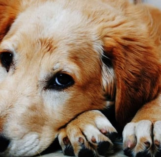 Dog Foods for dogs with Arthritis