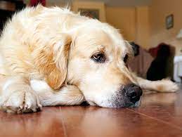 Dog Food for Allergies