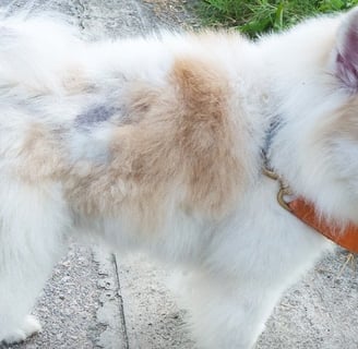 Dog Food for Allergies
