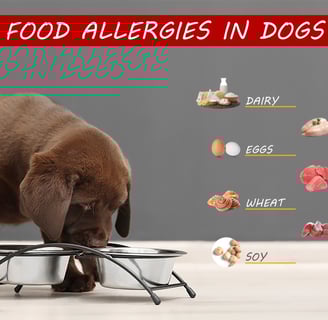 Dog Food for Allergies