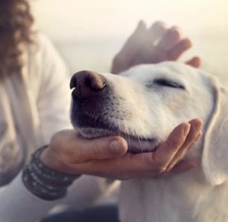 Dog Foods for dogs with Arthritis