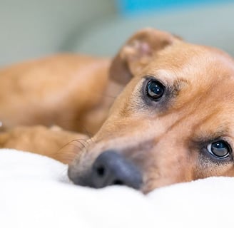dog with a sensitive stomach