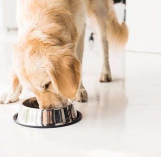 dog food for a finicky eater