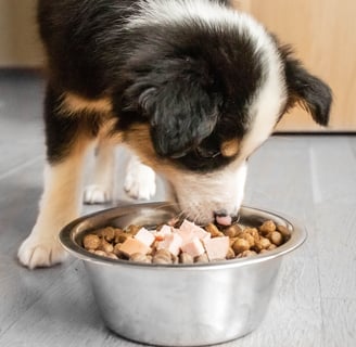 Mixed Breed Dog Food