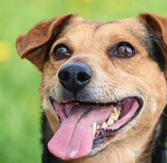 Mixed Breed dog food