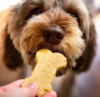 dog treats