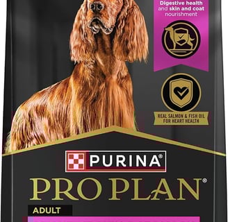 Dogs with sensitive stomach