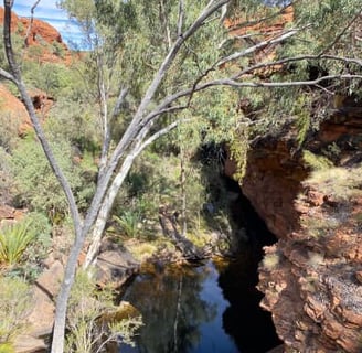 a tree in the middle of a canyon