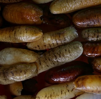 Wet trepangs (sea cucumbers) selected by Madopex, Madagascar's leader in seafood exports.