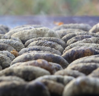 Dried trepangs (sea cucumbers) selected by Madopex, Madagascar's leader in seafood exports.