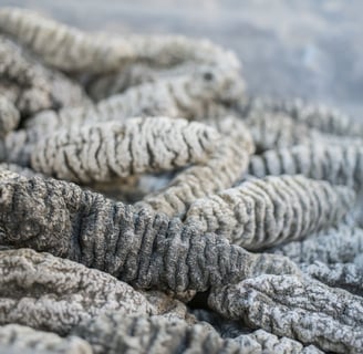 Dried trepangs (sea cucumbers) selected by Madopex, Madagascar's leader in seafood exports.