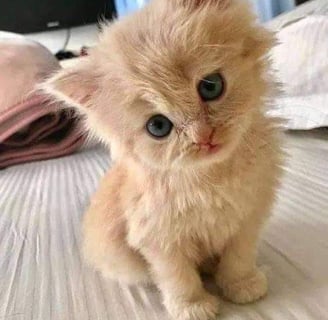 a kitten sitting on a bed. Very cute.