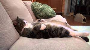 Cat on its back slouching on a sofa like a complete slob