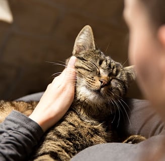 shows a  very happy cat being petted by its slave (owner)