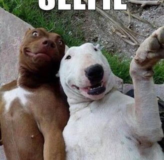 two dogs posing for the camera. Both pulling goofy faces. Very funny.