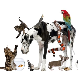 image of different pets - cats, dog, snake, parrot, rat