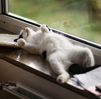 Cat lying on its back on windowsill totally chilled out