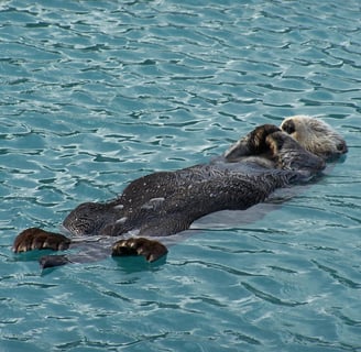 a sea otter lying on its back in water looking totally relaxed