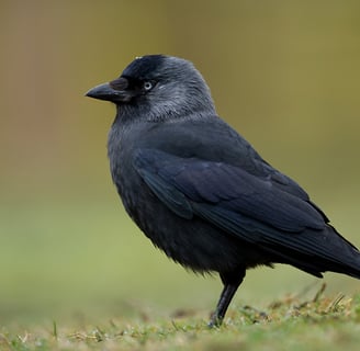 a jackdaw - Attribution: Marek Szczepanek, CC BY-SA 3.0, via Wikimedia Commons