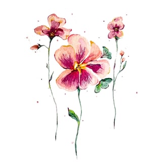 Fleurs Pensées à l'aquarelle