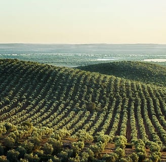 a large field with a lot of olive trees and a few hills