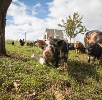 a piggy piggy piggy piggy piggy piggy piggy pig