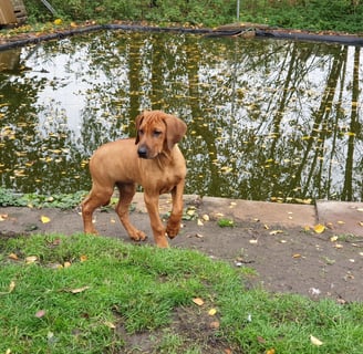 rhodesian ridgeback puppy niedersachsen