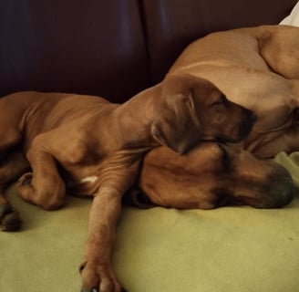 Ridgeback Welpen kaufen