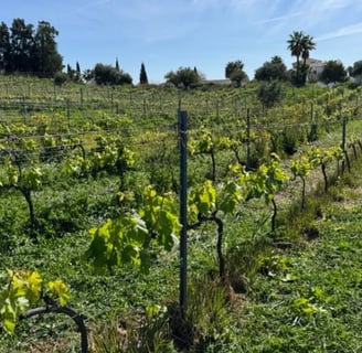 Mythopia - Curve Wines