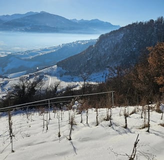 Mythopia - Curve Wines