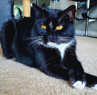Beautiful black cat sitting with legs crossed, staring just past the camera