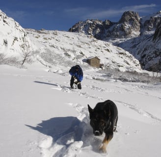 recherche en avalanche chien