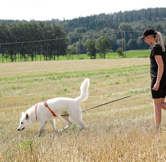 exercice de chien de piste