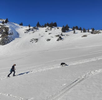 randonnée dans la neige avec chien