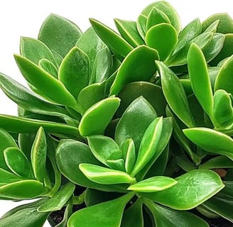 planta de jade