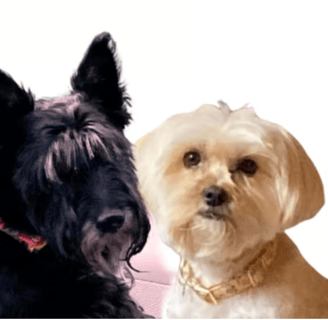 pet portrait from photo