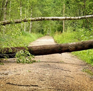 chemin forestier barré par un arbre tombé
