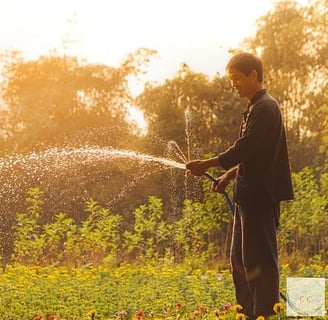 un monsieur en vêtement confortable arrose un jardin déjà vert, soleil, lumière, nourriture