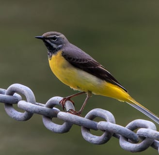 A male Grey Wagtail in Regent's Park.