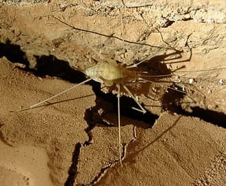Nularbor cave Cricket