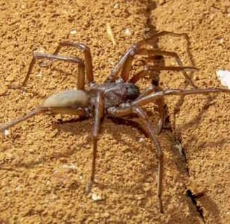 Blind Cave Spider, Nullarbor Caves